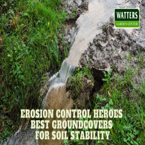 🌱Erosion Control Heroes - Best Groundcovers for Soil Stability🌱
