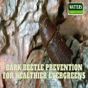 🌲Bark Beetle Prevention for Healthier Evergreen Trees 🌲