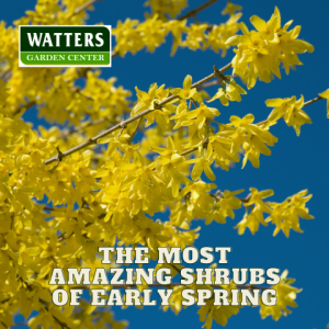 🪴The Most Amazing Shrubs of Early Spring