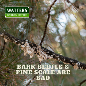 🐛Garden Alert - Bark Beetle and Pine Scale are BAD