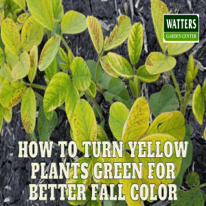 🌼 How to Turn Yellow Plants Green for Better Fall Color 🌼