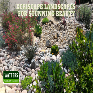 🌵Xeriscape Landscapes for Stunning Beauty🌵