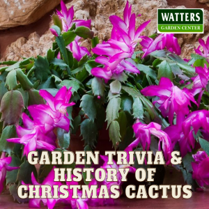 🌺Garden Trivia and History of Christmas Cactus🌺