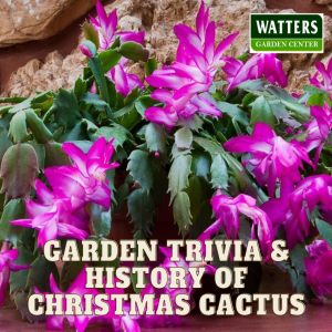 Garden Trivia and History of Christmas Cactus