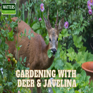 🦌Living in Harmony Gardening with Deer and Javelina in the Southwest