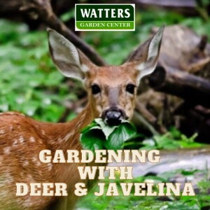 Gardening with Deer and Javelina