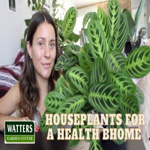 Lisa’s Better Houseplants for a Healthier Better Home
