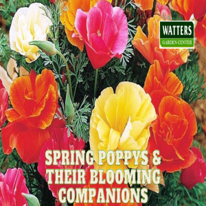 🌸How to Grow California Poppy and Their Companion Plants 🌸