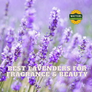 🪴The Best Lavenders for Fragrance and Beauty