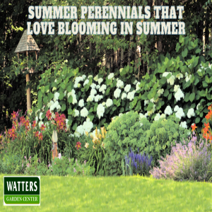 🌺Perennials that Love Blooming in Summer🌺
