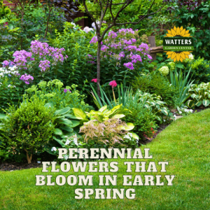 🌻Perennial Flowers that Bloom Early in Spring