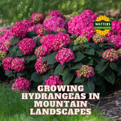 🪻How to Grow Hydrangeas in Mountain Landscapes