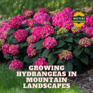 🪻How to Grow Hydrangeas in Mountain Landscapes
