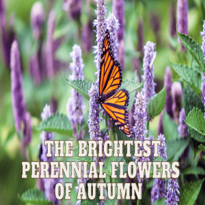 🌺The Brightest Perennial Flowers of Autumn 🌺