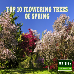 🌳Top 10 Flowering Trees of Spring 🌳