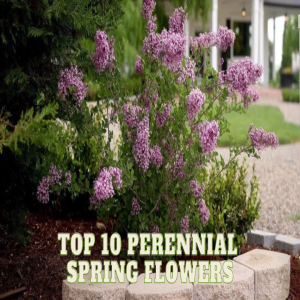 🌸Top 10 Perennial Spring Flowers That Thrive for Years🌸