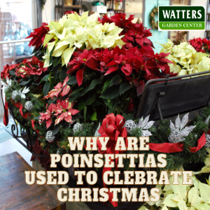 🎄Why are Poinsettias used to Celebrate Holidays like Christmas 🎄