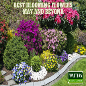 🌼 Best Blooming Flowers - May and Beyond 🌼