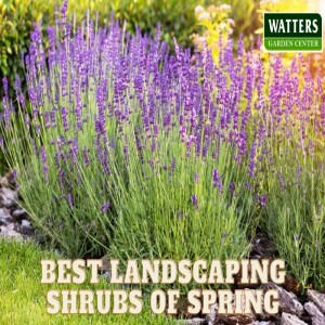 17 Best Landscaping Shrubs for Spring in Northern Arizona: A Ken Lain Guide