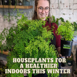 Top 10 Houseplants for a Healthier Indoors this Winter