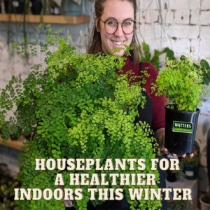 🌼Top 10 Houseplants for a Healthier Indoors this Winter