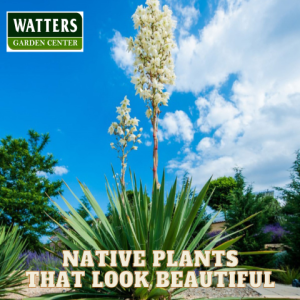 Native Plants that Look Beautiful and Thrive in the Landscape