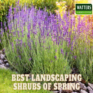 🪴17 Showstopping Shrubs for Your Landscape