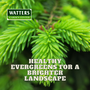 🌲Healthier Evergreens for a Brighter Landscape