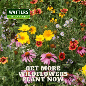 🎙️Welcome to Episode 25 – 05 of The Top 10 Gardener Podcast' with Ken and Lisa Lain!