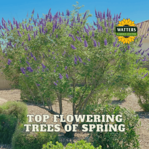 🌳Top 10 Flowering Trees of Spring in the Landscape