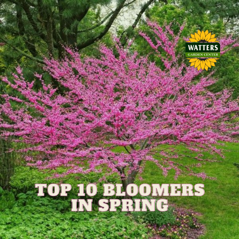 🌻Top 10 Bloomers in the Spring Gardens
