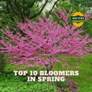 🌻Top 10 Bloomers in the Spring Gardens