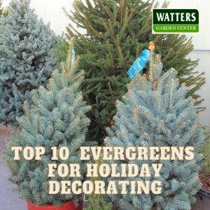 Top 10 Landscape Evergreens for Holiday Decorating
