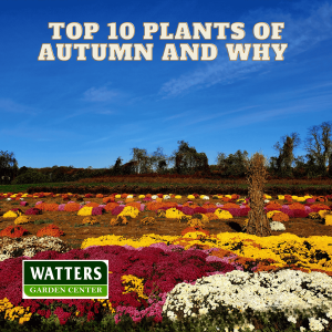 🍁Top 10 Plants of Autumn and Why 🍁