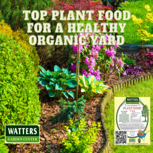 Top Plant Food for a Healthy Organic Yard