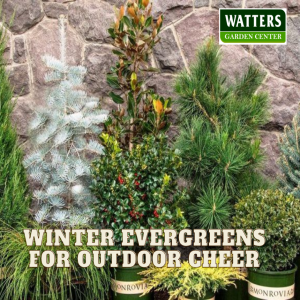 🌲 Winter Evergreens for Outdoor Cheer