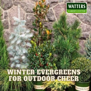 Winter Evergreens for Outdoor Cheer