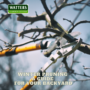 🧥Winter Pruning: A Guide for Your Backyard