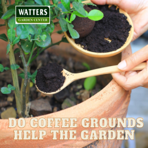 Do Coffee Grounds and Eggshells Help the Garden
