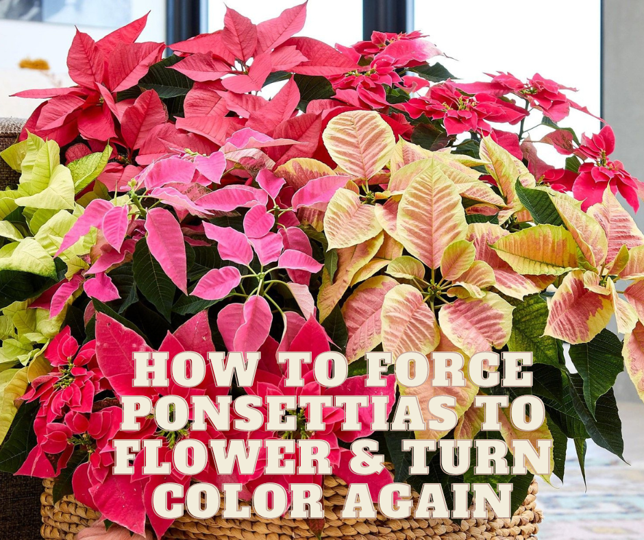 🌺How to Force a Poinsettia to Flower and Turn Color Again🌺