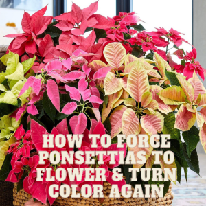 🌺How to Force a Poinsettia to Flower and Turn Color Again🌺