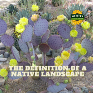 🌵The Definition of a Native Landscape