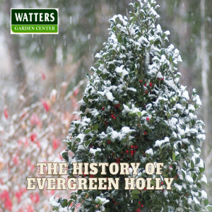 🔔The Story Behind the History of Evergreen Holly