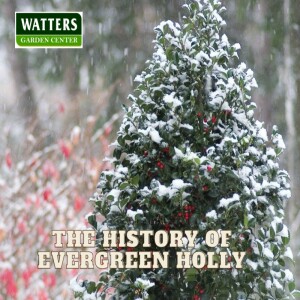 The Story Behind the History of Evergreen Holly
