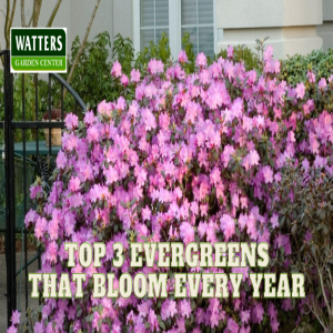 🌲Top 3 Evergreens that Bloom every Year 🌲