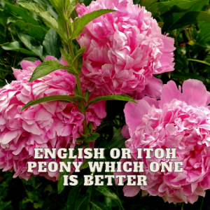 🪻English or Itoh Peony - Which one is Better