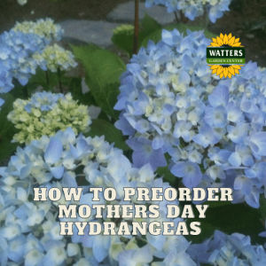 🪻How to Pre-Order Your Mother's Day Hydrangeas