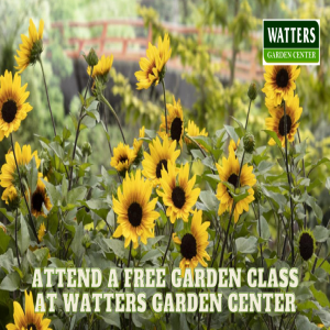 🌻Garden Class Insights: Creating a Bird-Friendly Garden with Sunflowers and More 🌻