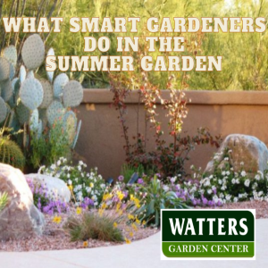 Top 10 Gardener and the Summer Flowers