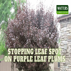 🌳Stopping Leaf Spot on Purple Leaf Plums 🌳